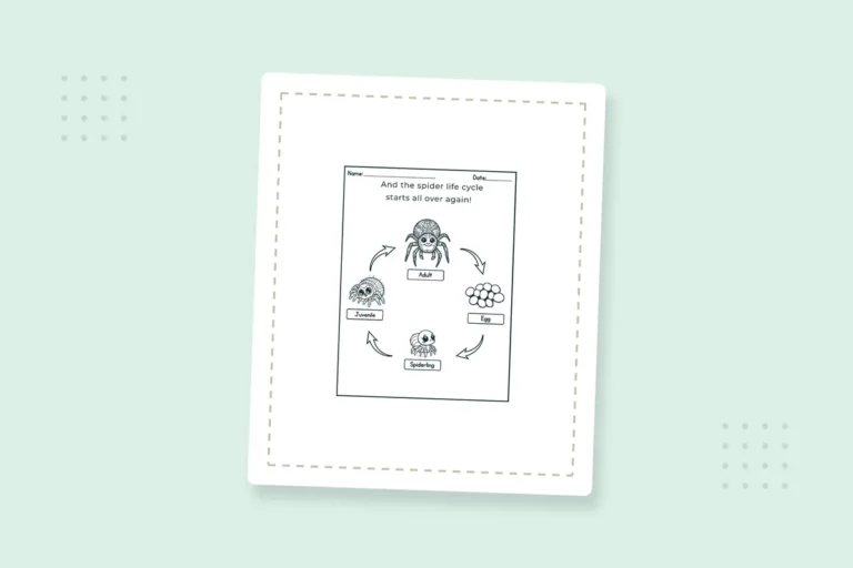 Kindergarten Spider Life Cycle Coloring Pages: 21 Free PDFs — printable coloring page preview