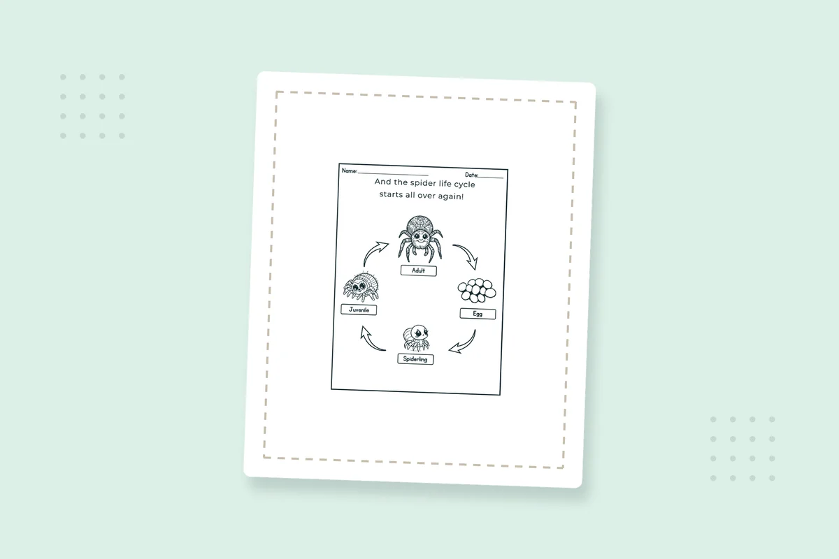 Kindergarten Spider Life Cycle Coloring Pages: 21 Free PDFs — printable coloring page preview