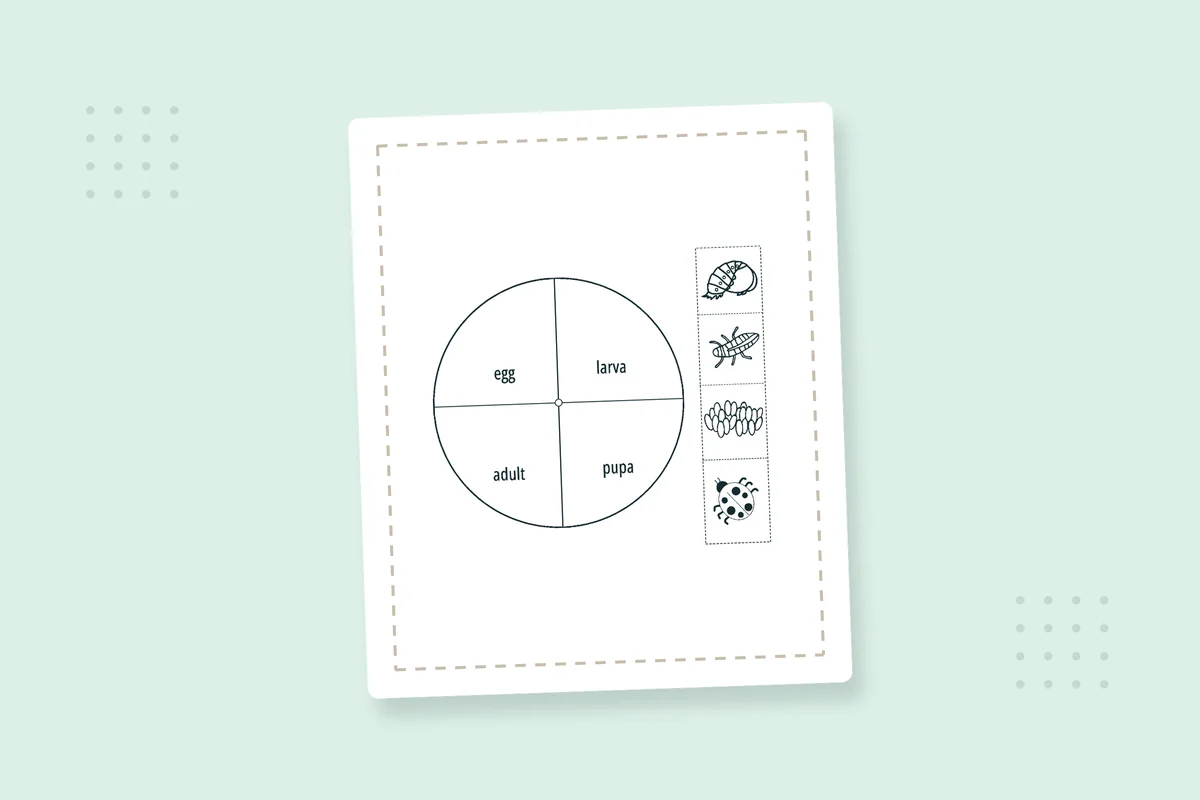 Ladybug Life Cycle Coloring Pages: 13 Free Printable PDFs — printable coloring page preview