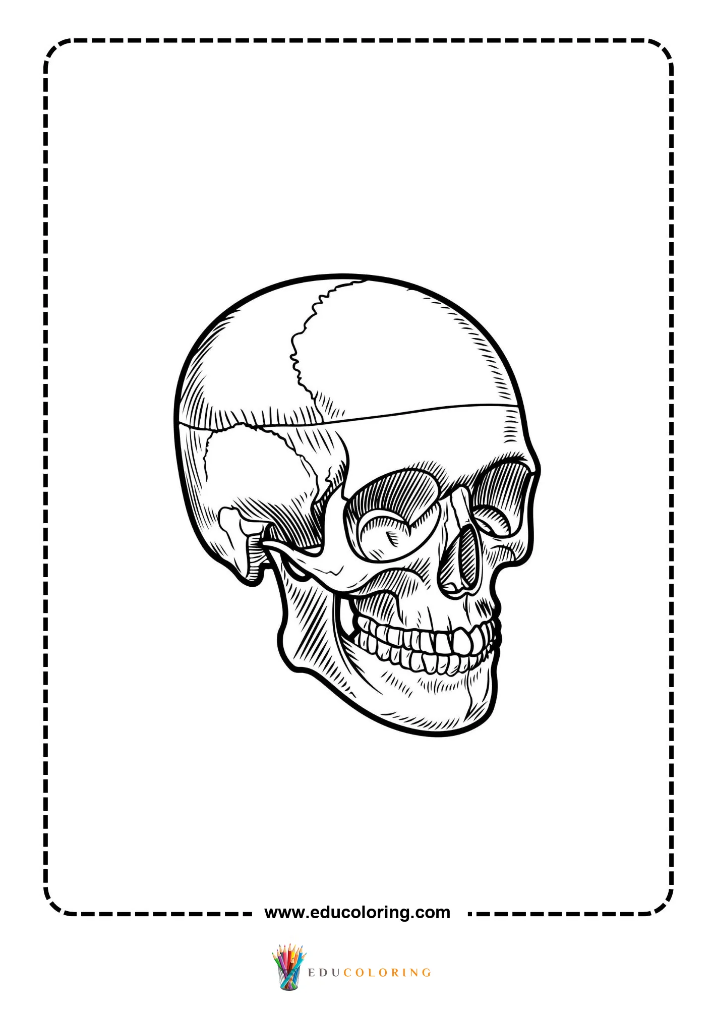 Human skull side view
