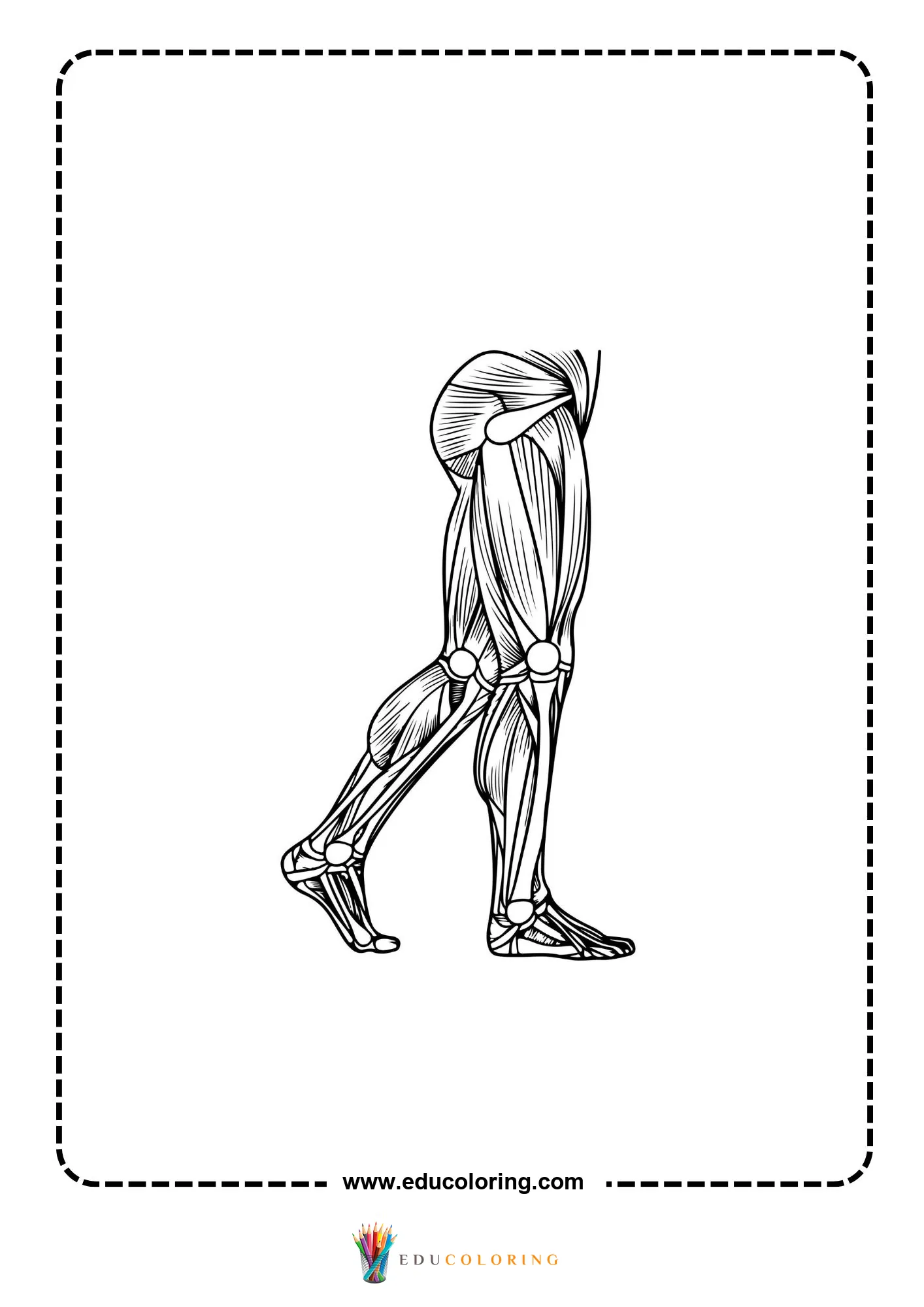 Leg muscle anatomy