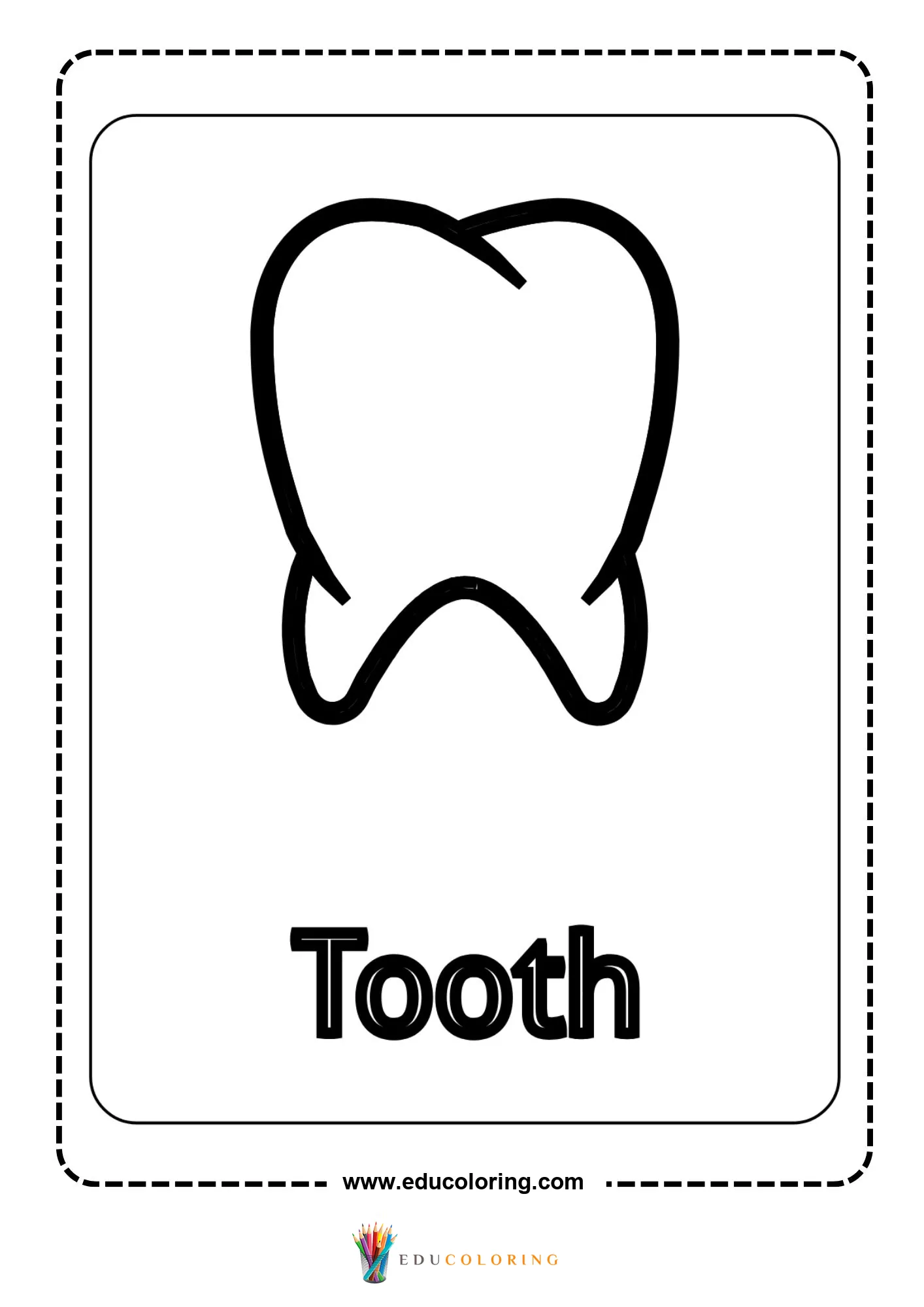 Tooth body part outline