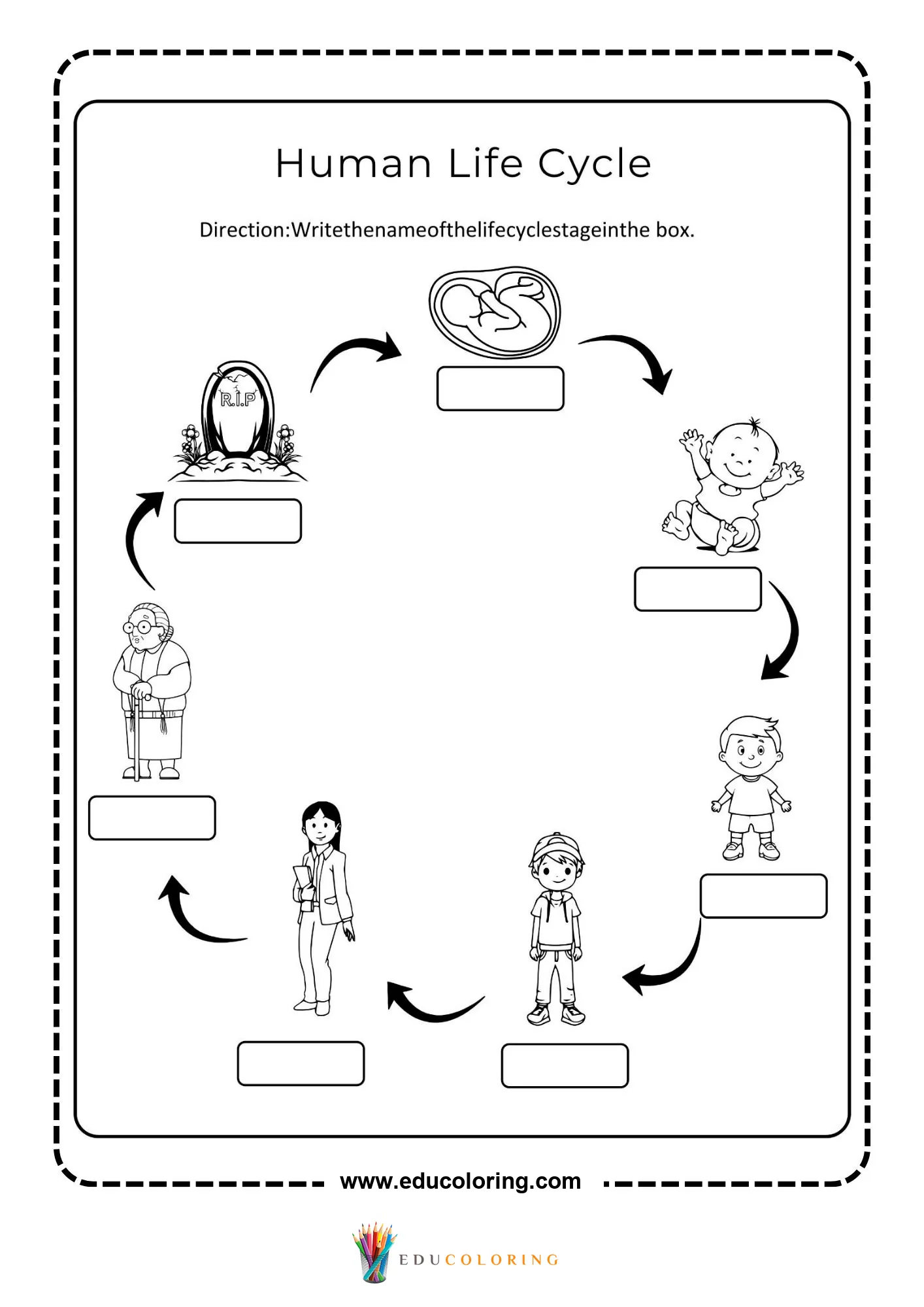 Fill-in human life cycle worksheet