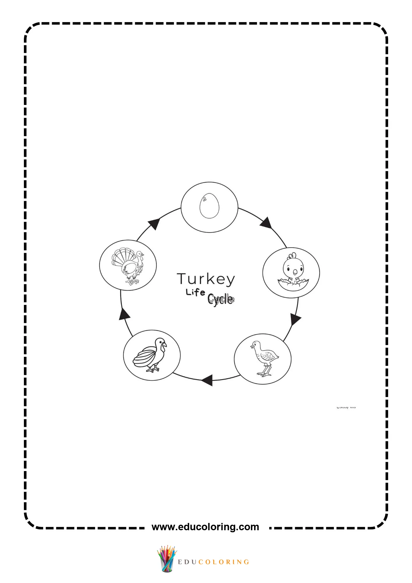 Turkey life cycle chart