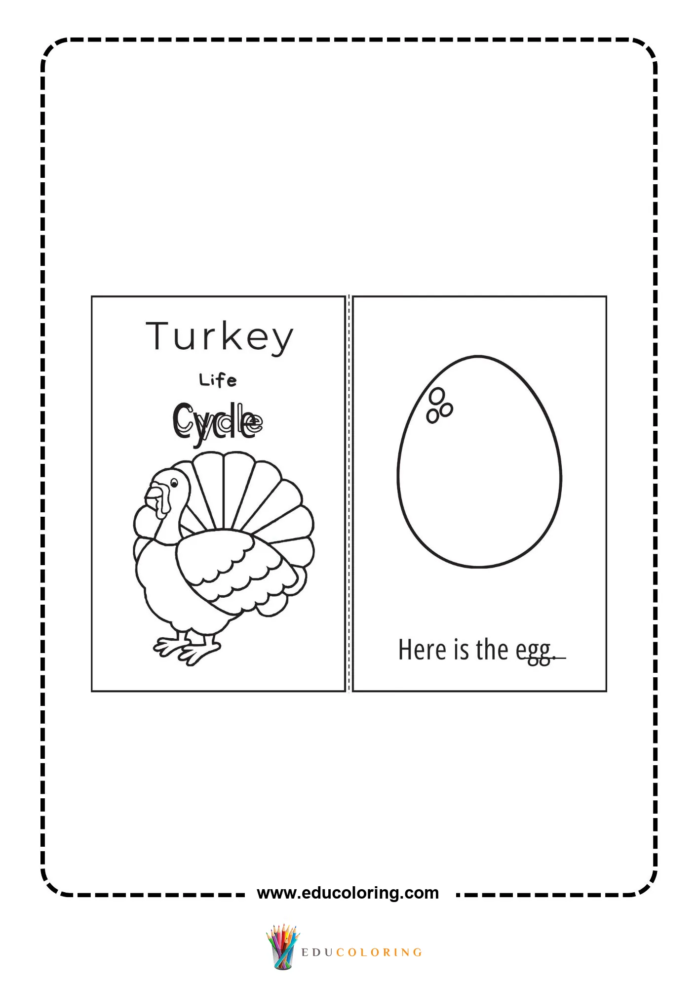 Turkey life cycle picture match
